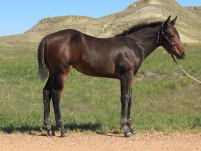 Paddys Gin Rafiki JW <BR> AQHA 5842578